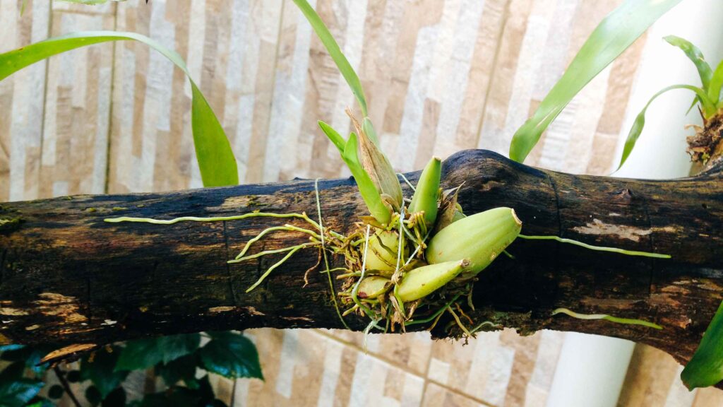 Como Cultivar Orquídeas em Troncos
