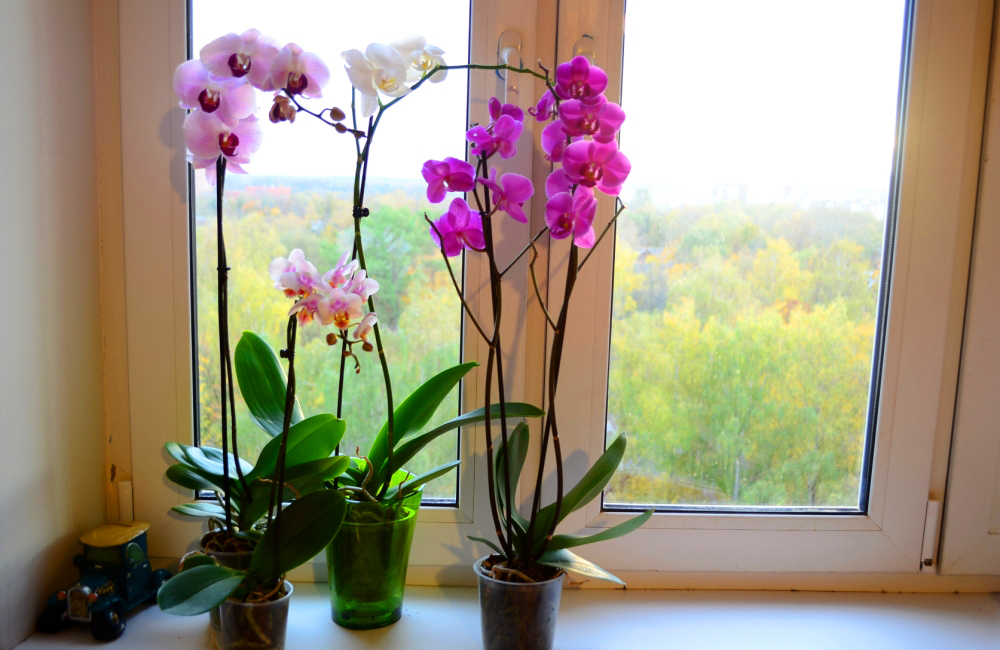 Cultivar Orquídeas em Vasos
