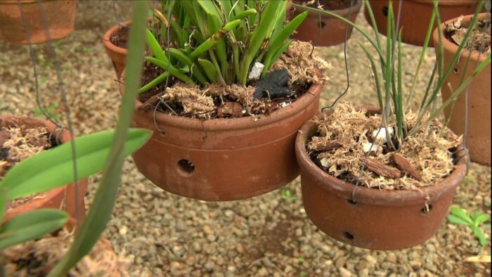 Cultivar Orquídeas em Vasos