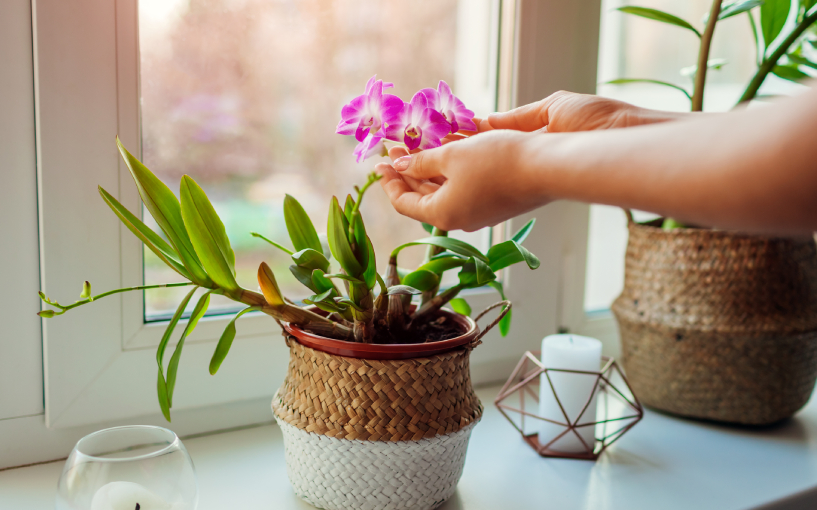 Cultivar Orquídeas em Vasos