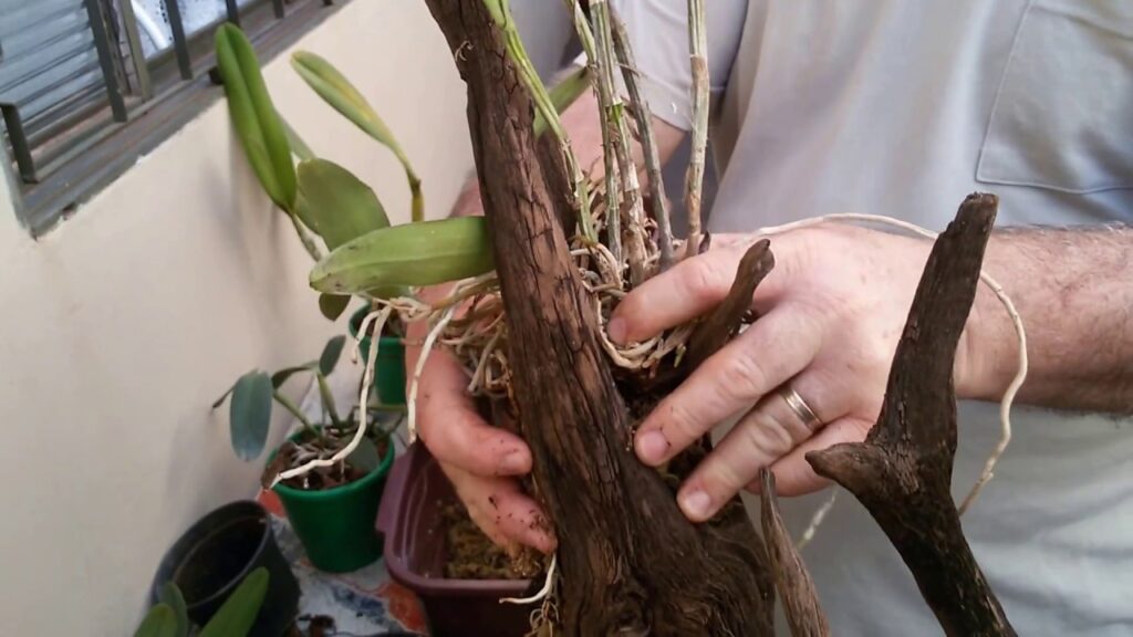 Como Cultivar Orquídeas em Troncos