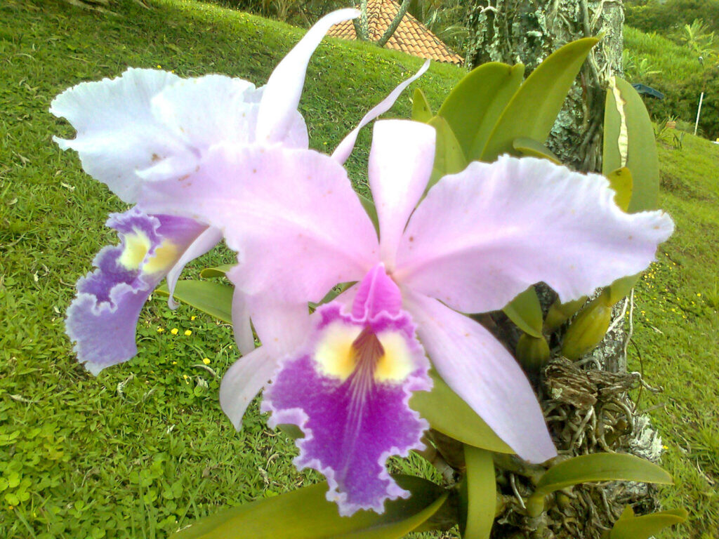 orquídeas fáceis de cultivar