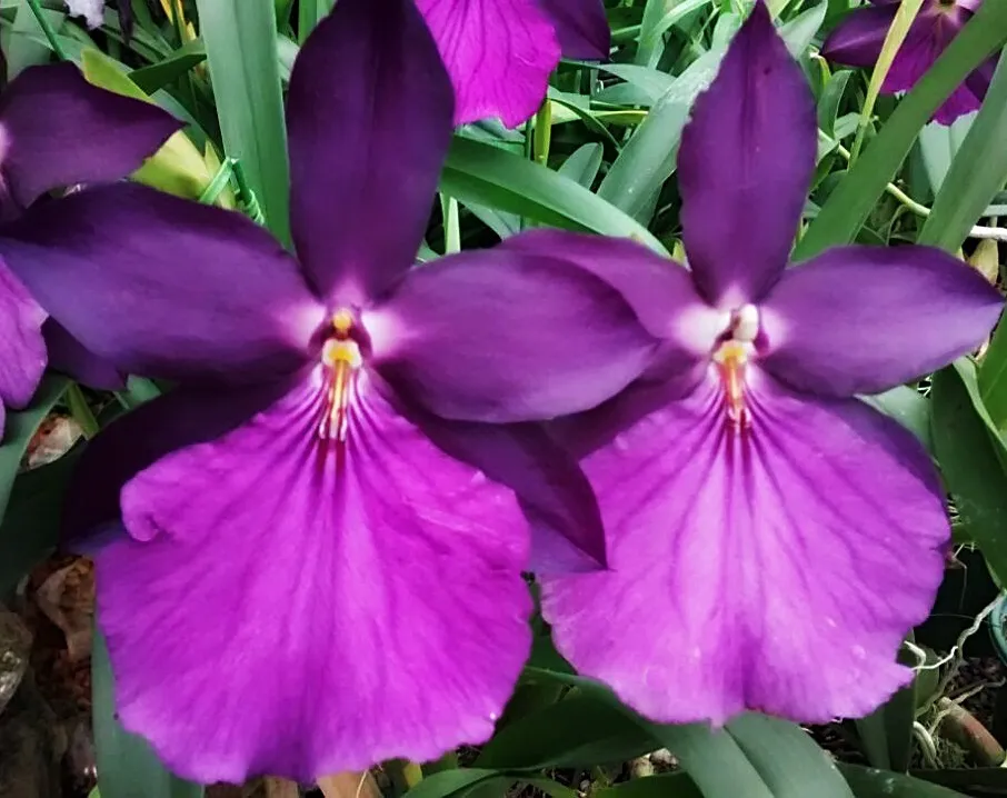 orquídeas fáceis de cultivar