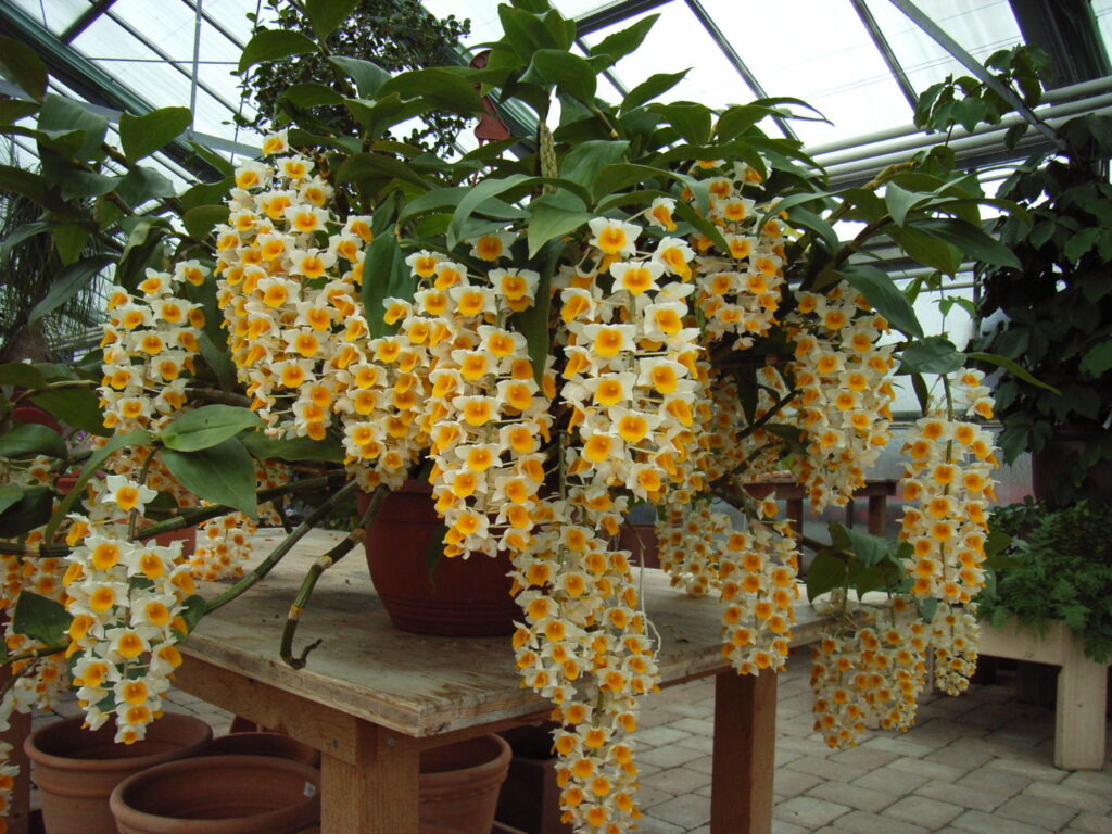 orquídeas fáceis de cultivar