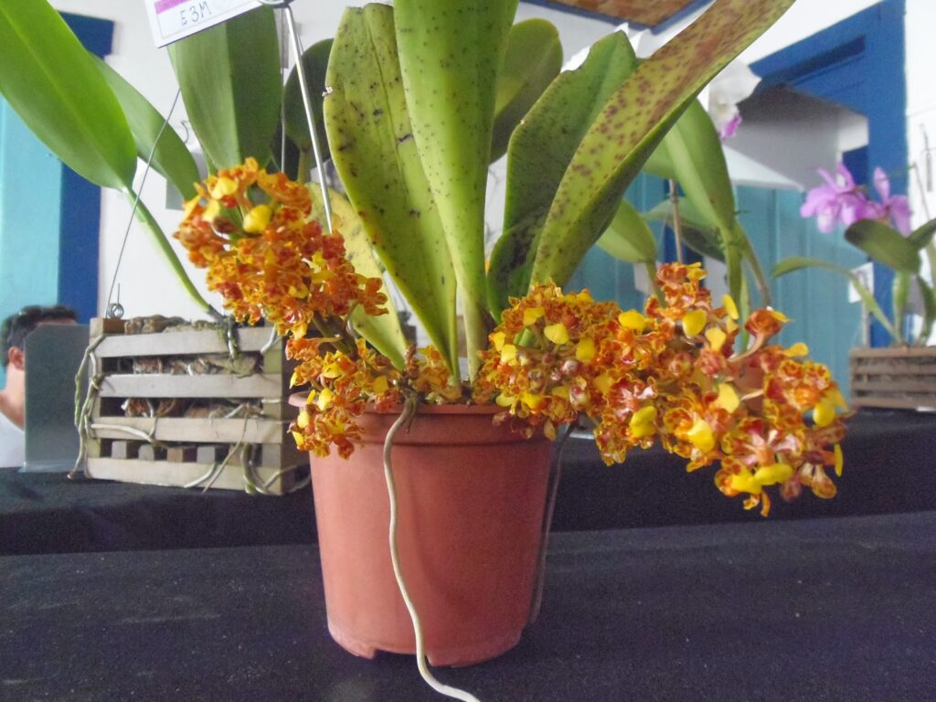 orquídeas fáceis de cultivar