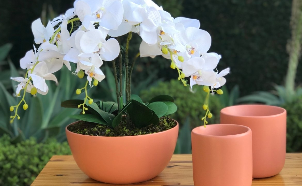 Guia Completo para Cultivar Orquídeas em Vasos com Sucesso!