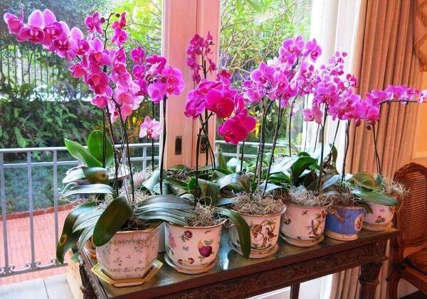 orquídeas fáceis de cultivar